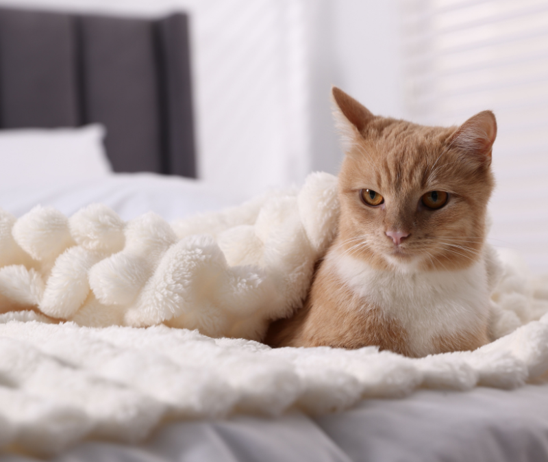 petsitter czy hotel dla zwierząt