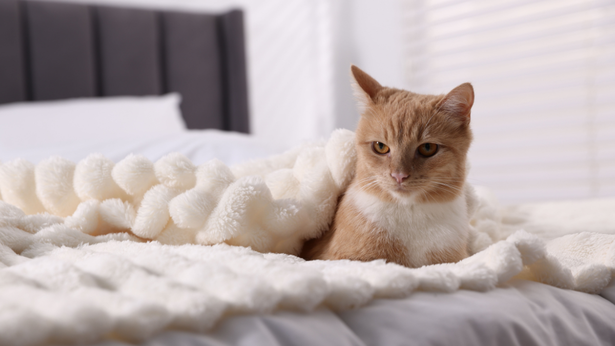 Petsitter czy hotel dla zwierząt – co wybrać dla psa lub kota?