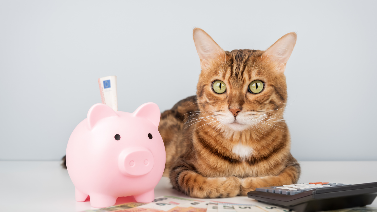 Ile kosztuje petsitting i od czego zależy cena opieki nad zwierzęciem?