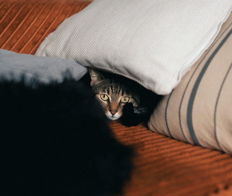 Pytania do catsittera