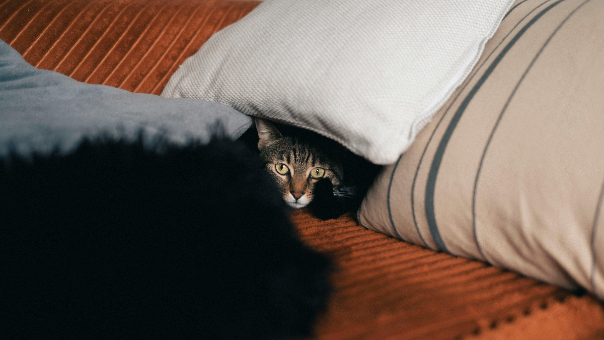 Pytania do catsittera